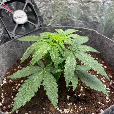 Milky Way F1 growlog timeline photo