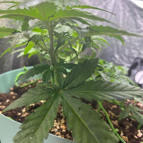 First ultra-budget grow growlog timeline photo