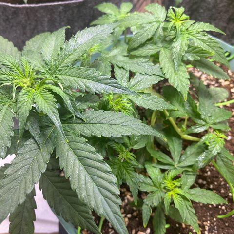 First ultra-budget grow growlog timeline photo