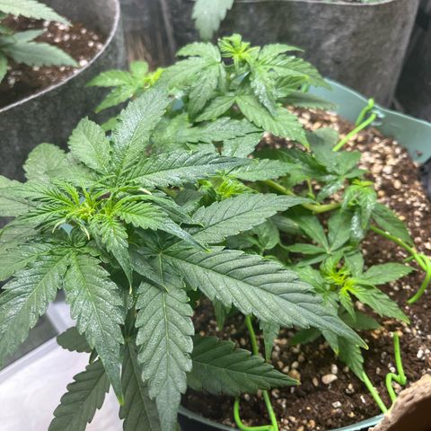 First ultra-budget grow growlog timeline photo