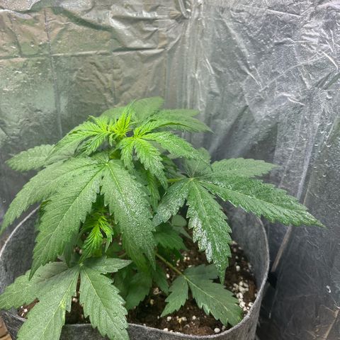 Auto Jack ng growlog timeline photo