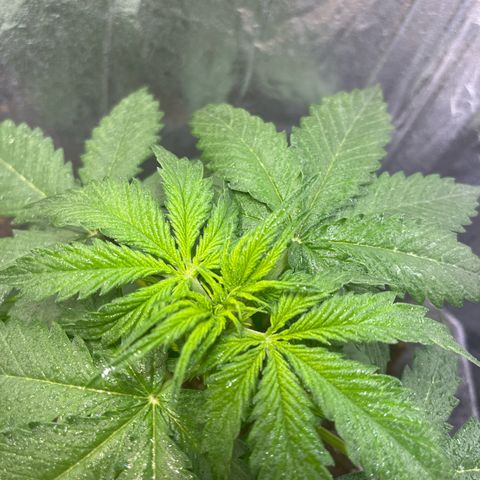 Auto Jack ng growlog timeline photo