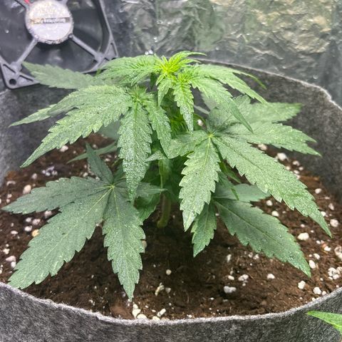 Milky Way F1 growlog timeline photo