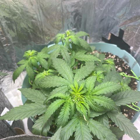 First ultra-budget grow growlog timeline photo