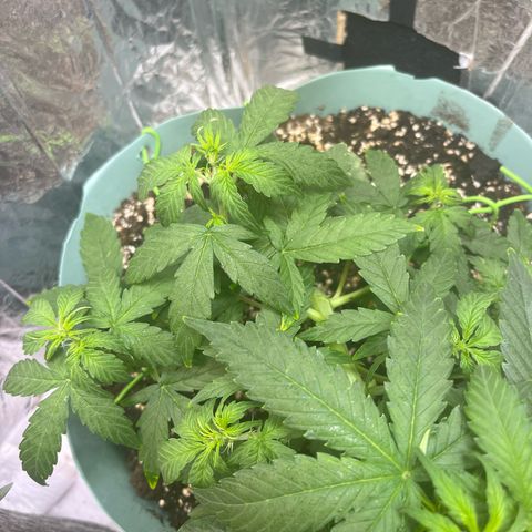 First ultra-budget grow growlog timeline photo