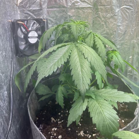 Auto Jack ng growlog timeline photo
