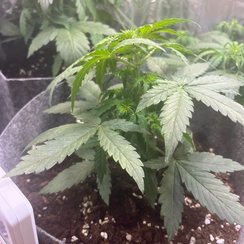 Milky Way F1 growlog timeline photo