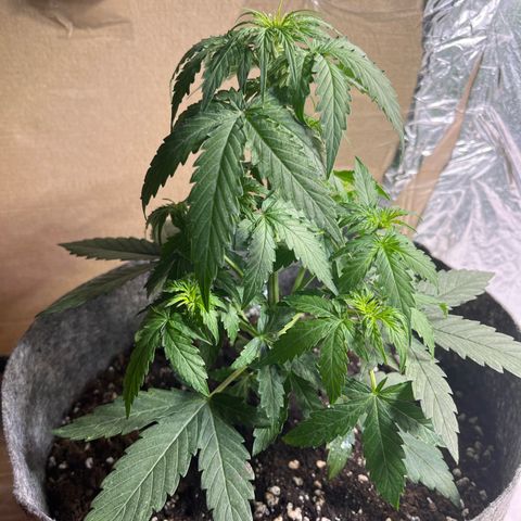 Milky Way F1 growlog timeline photo