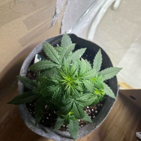 Milky Way F1 growlog timeline photo