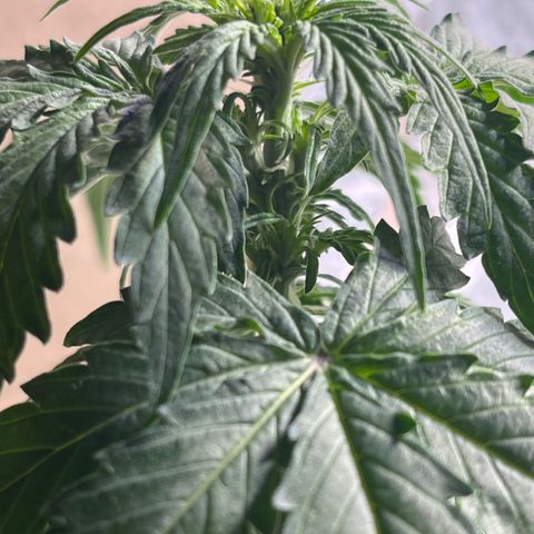 Milky Way F1 growlog timeline photo