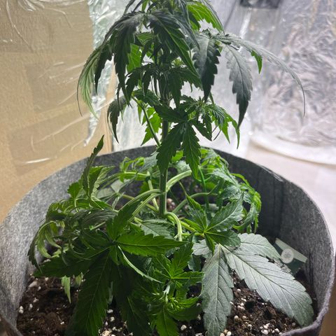 Milky Way F1 growlog timeline photo