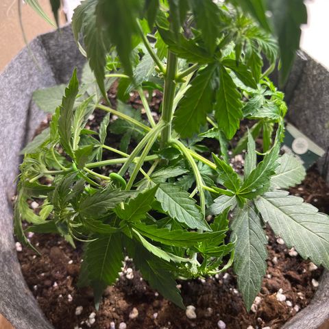 Milky Way F1 growlog timeline photo