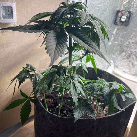 Auto Jack ng growlog timeline photo