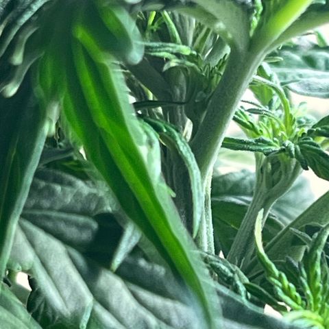Auto Jack ng growlog timeline photo