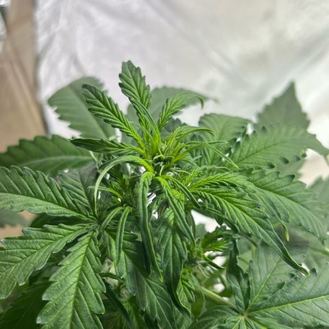 First ultra-budget grow growlog timeline photo