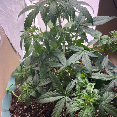 First ultra-budget grow growlog timeline photo