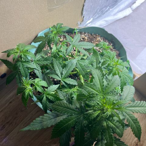 First ultra-budget grow growlog timeline photo