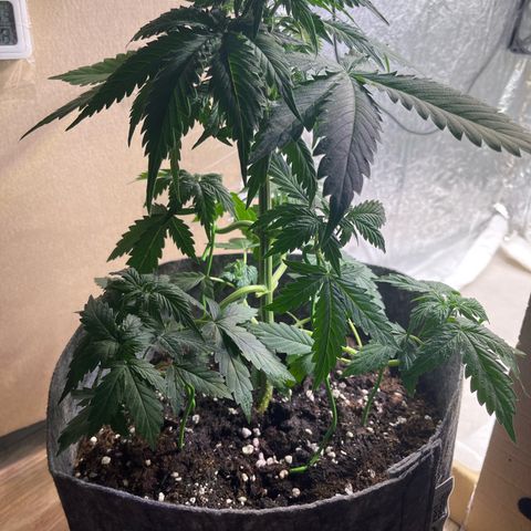 Auto Jack ng growlog timeline photo