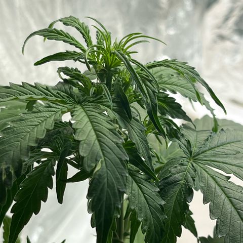 First ultra-budget grow growlog timeline photo