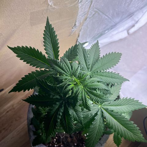 Auto Jack ng growlog timeline photo