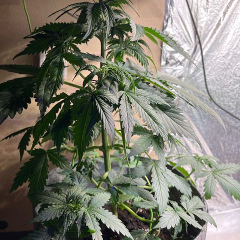Auto Jack ng growlog timeline photo