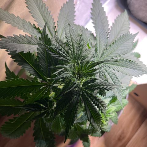 Auto Jack ng growlog timeline photo