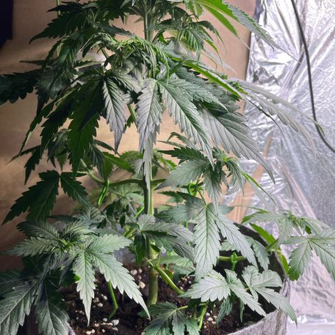 Auto Jack ng growlog timeline photo