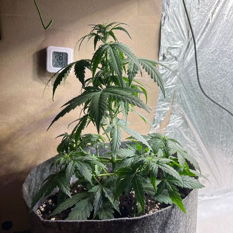 Milky Way F1 growlog timeline photo