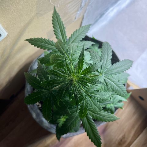 Milky Way F1 growlog timeline photo