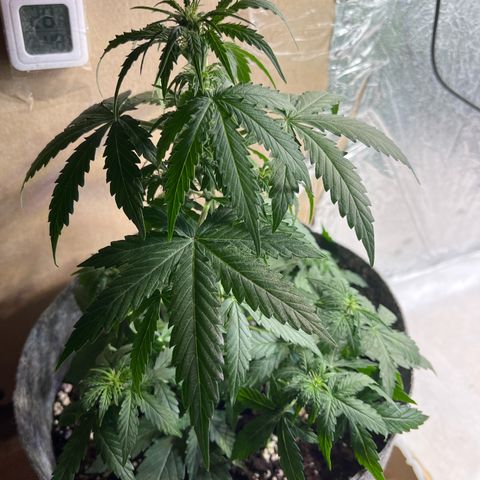 Milky Way F1 growlog timeline photo