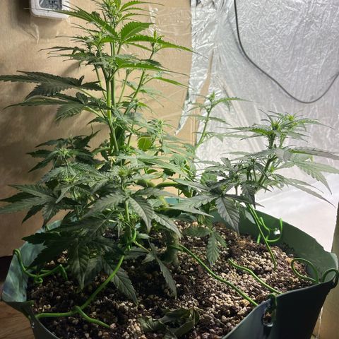 First ultra-budget grow growlog timeline photo