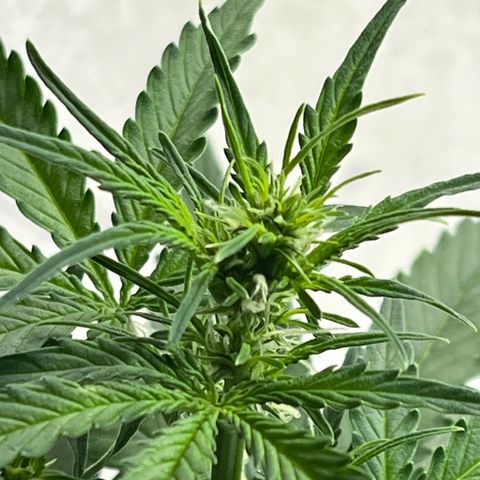 First ultra-budget grow growlog timeline photo