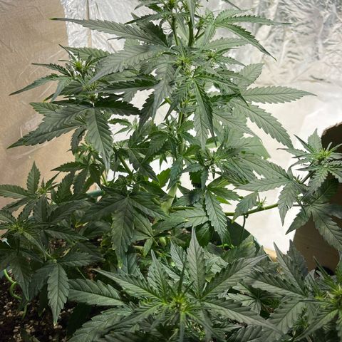 First ultra-budget grow growlog timeline photo