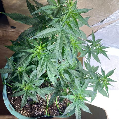 First ultra-budget grow growlog timeline photo