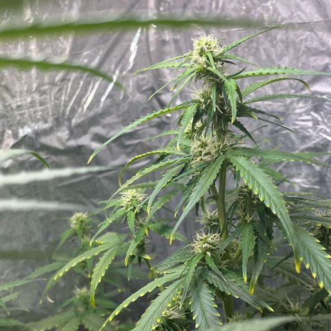First ultra-budget grow growlog timeline photo