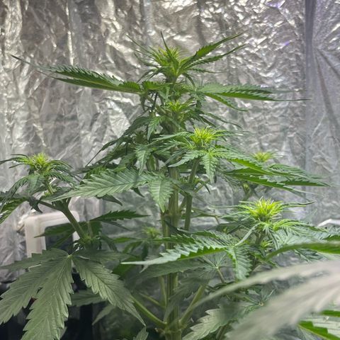Auto Jack ng growlog timeline photo
