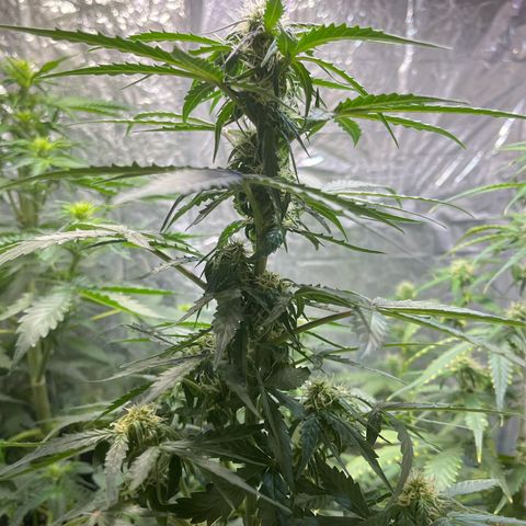 Milky Way F1 growlog timeline photo