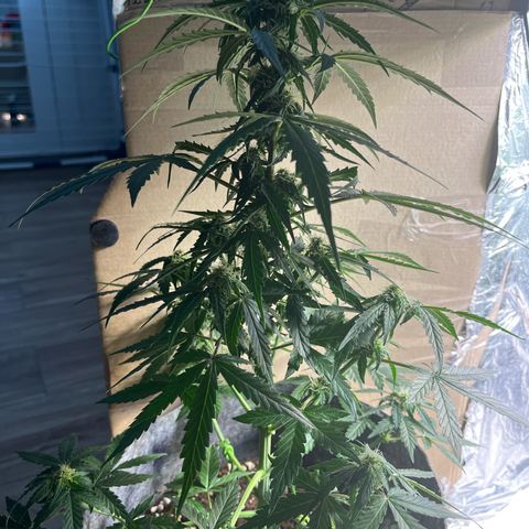 Milky Way F1 growlog timeline photo