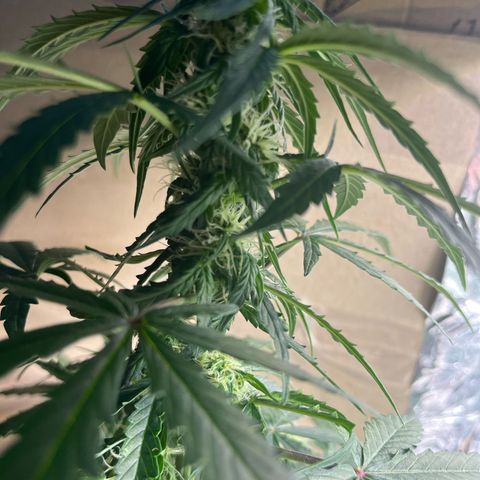 Milky Way F1 growlog timeline photo