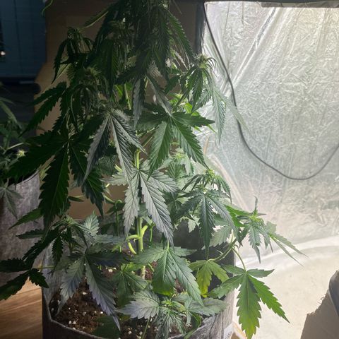 Auto Jack ng growlog timeline photo