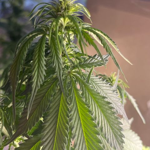 Auto Jack ng growlog timeline photo