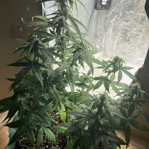 First ultra-budget grow growlog timeline photo