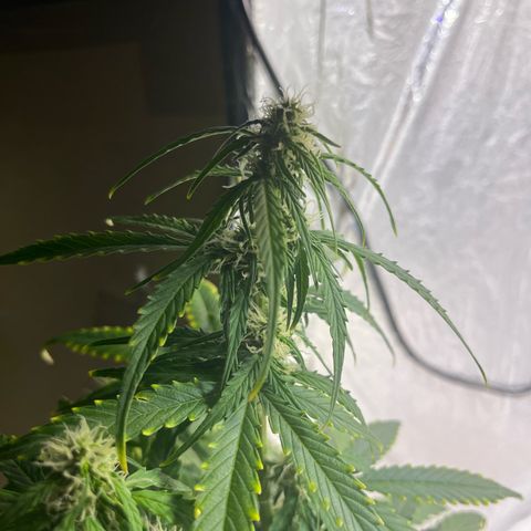 First ultra-budget grow growlog timeline photo