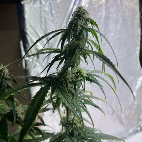 First ultra-budget grow growlog timeline photo
