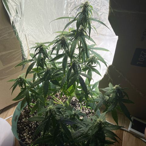 First ultra-budget grow growlog timeline photo