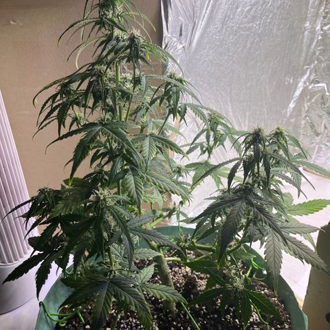 First ultra-budget grow growlog timeline photo