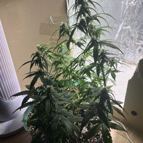 First ultra-budget grow growlog timeline photo