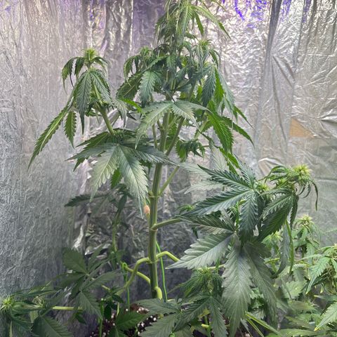 Auto Jack ng growlog timeline photo