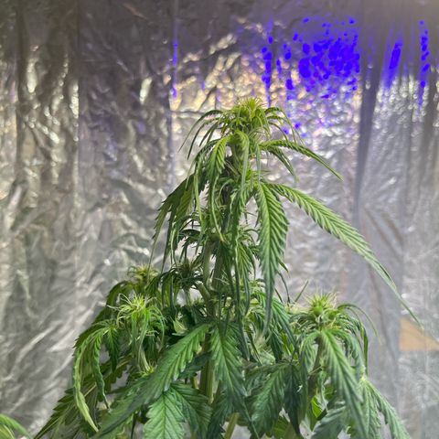Auto Jack ng growlog timeline photo
