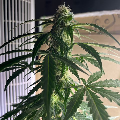 Milky Way F1 growlog timeline photo